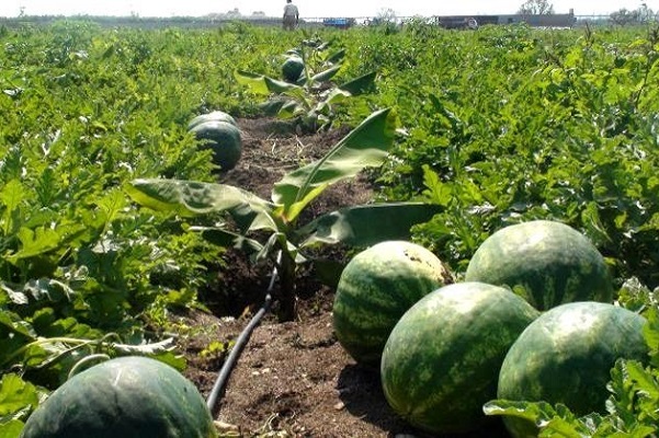 حجب الدعم عن سقي زراعات الأفوكادو والحوامض والبطيخ الأحمر بسبب نذرة المياه