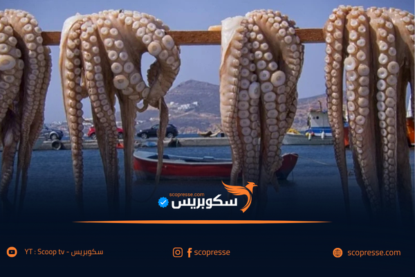تمديد فترة توقف صيد الأخطبوط والحبار إلى نهاية يونيو 2025
