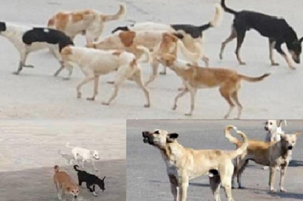 الكلاب الضالة تنهش جسد سائحة اجنبية حد الموت بالعركوب