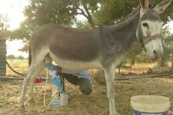 جبن حليب الحمير... الأغلى في العالم