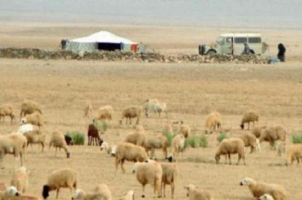 تزنيت / الرعي الجائر يتسبب في مواجهات بين سكان رسموكة والرعاة الرحل 