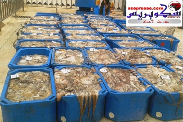 تفريغ كميات كبيرة من الأخطبوط ينعش الحركة التجارية بميناء العيون