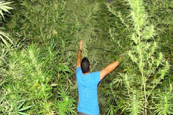 المردودية المالية لزراعة نبتة الكيف تناهز 420 مليون دولار سنويا