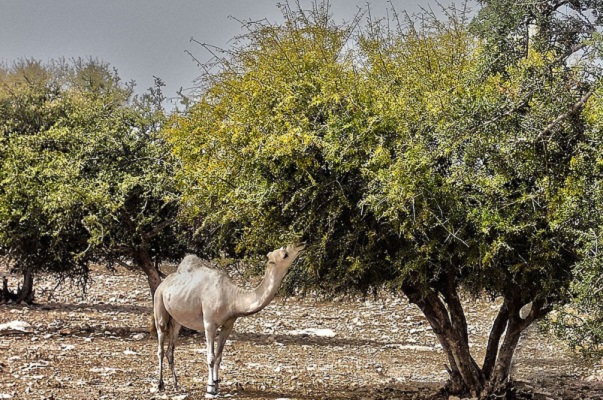 مناقشة واقع غابات الأركان بلجنة البنيات الأساسية والطاقة والمعادن والبيئة بمجلس النواب