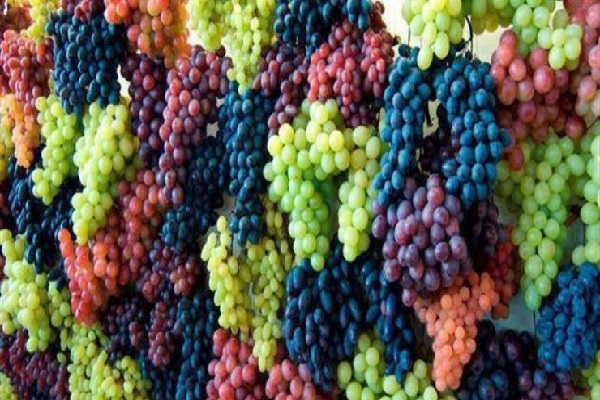 العنب : فوائده الغذائية والصحية