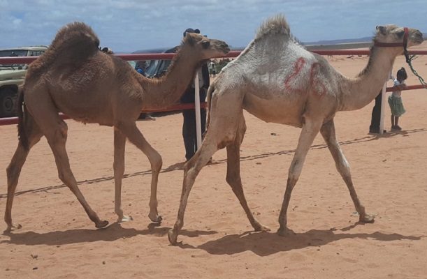 معايير الجمال المرتفعة تصعّب الانتقاء في مسابقة مزاينة الإبل بموسم طانطان